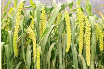 فروش ارزن