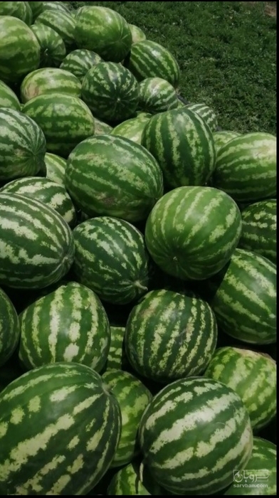 فروش هندوانه گردخطی