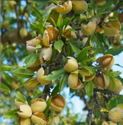 فروش بادام