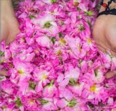 فروش گل محمدی (گیاه‌ دارویی)