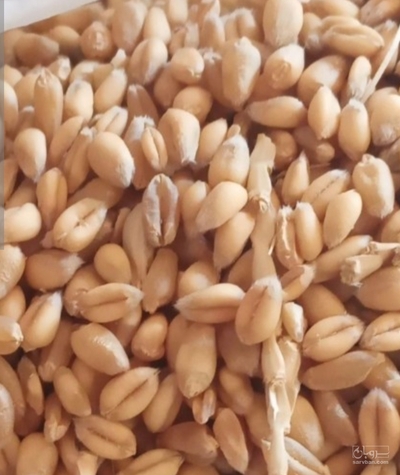 فروش گندم