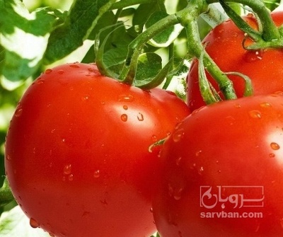 فروش گوجه فرنگی