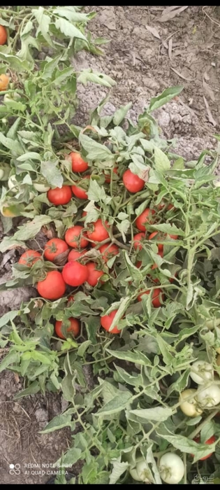 فروش گوجه فرنگی