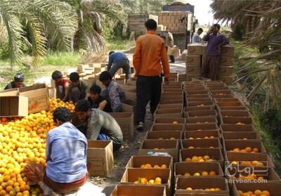 فروش پرتقال والن