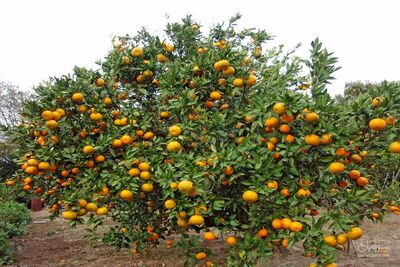 فروش پرتقال دکمه ای