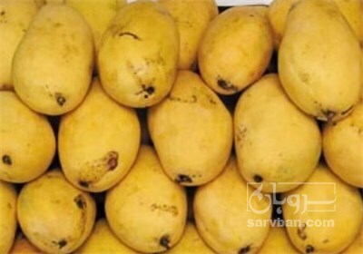 فروش انبه