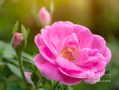 فروش گل محمدی (گیاه‌ دارویی)