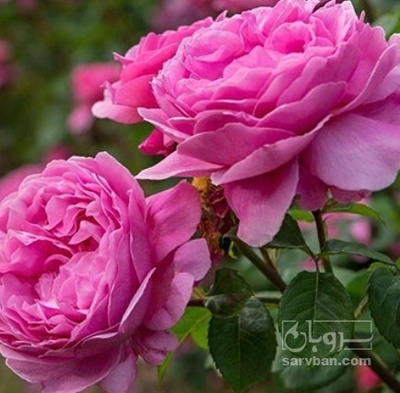 فروش گل محمدی (گیاه‌ دارویی)