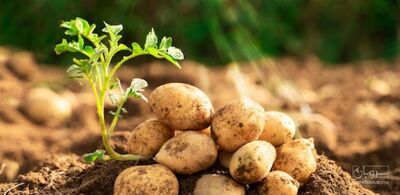 فروش سیب زمینی