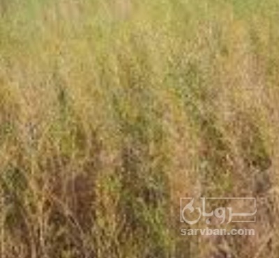 فروش خاکشیر (گیاه‌ دارویی)