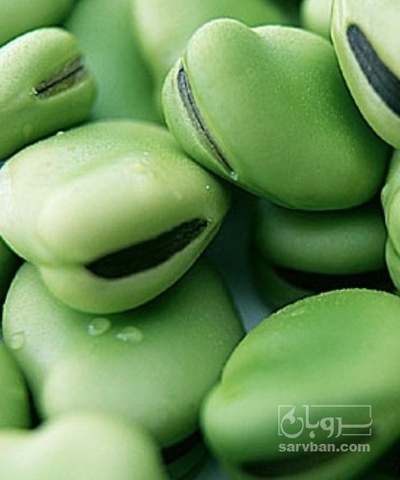 فروش باقلا تازه - باقالی - باقالا