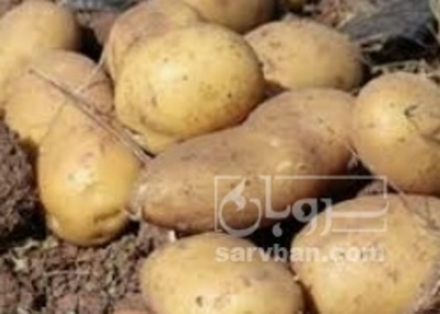 فروش سیب زمینی بذری