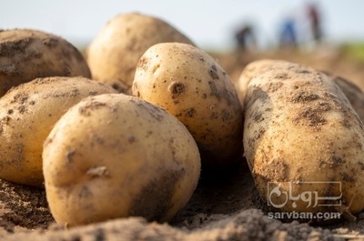 فروش سیب زمین خوراکیی