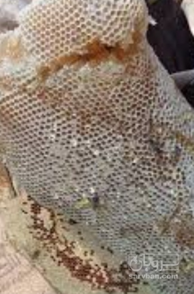 فروش عسل درمانی