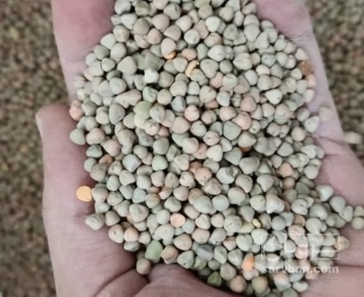 فروش گاودانه - کرسنه  - کوروشنه