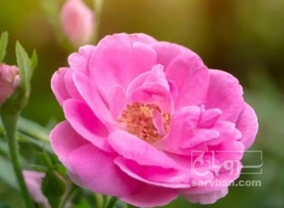 فروش گل محمدی (گیاه‌ دارویی)