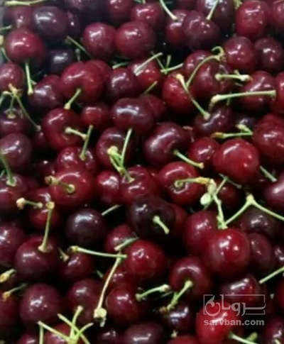 فروش گیلاس