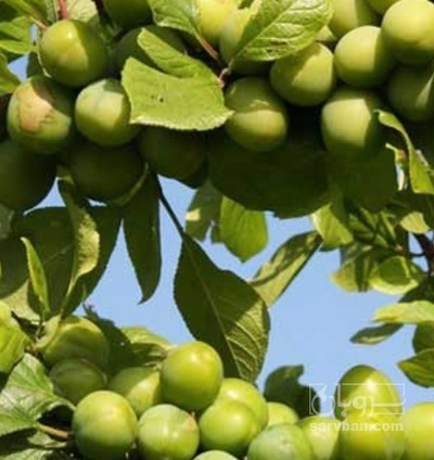 فروش آلو