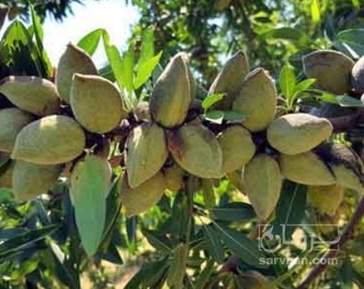فروش بادام