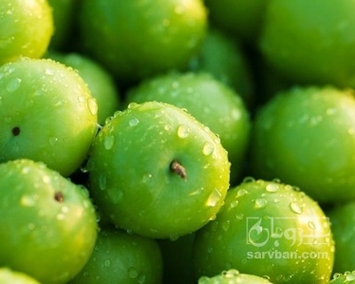 فروش گوجه سبز