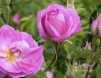 فروش گل محمدی (گیاه‌ دارویی)