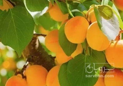 فروش زردآلو