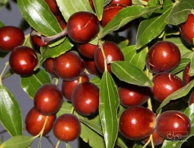 فروش عناب