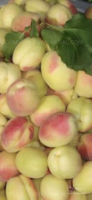 فروش زردآلو