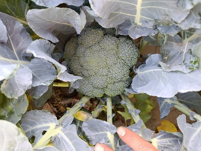 فروش کلم بروکلی