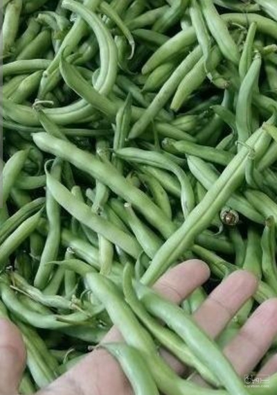 فروش لوبیا سبز