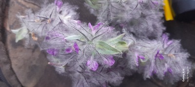 فروش چای کوهی (گیاه‌ دارویی)