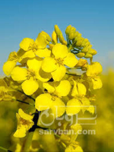 فروش کلزا