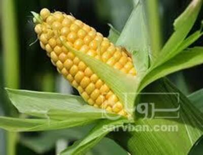 فروش ذرت دانه ای