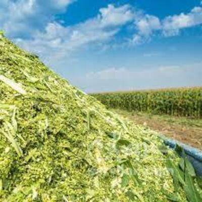 فروش ذرت علوفه ای