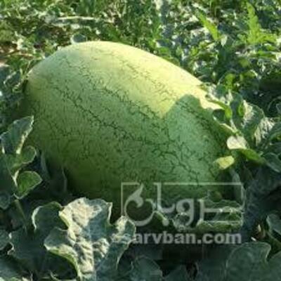 فروش هندوانه