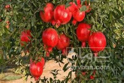 فروش انار