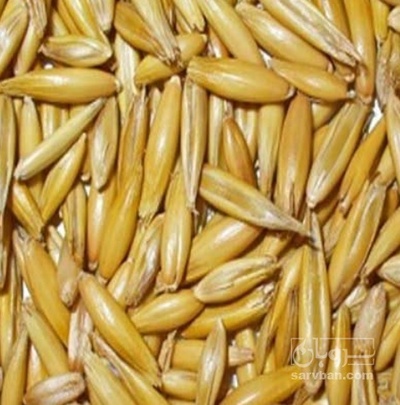 فروش جو