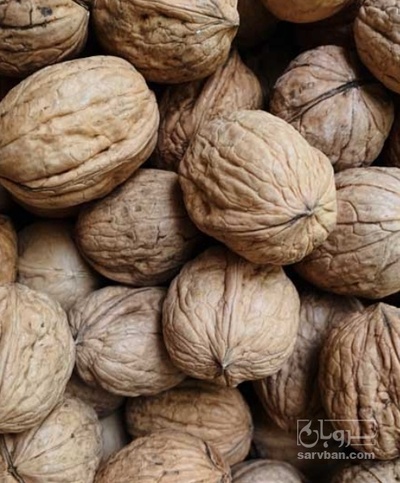 فروش گردو
