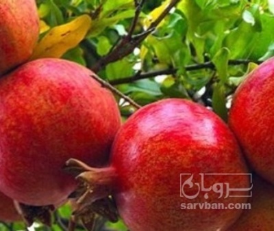 فروش انار
