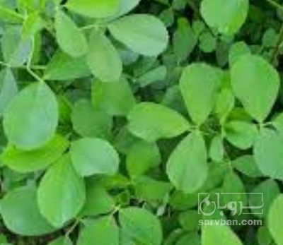 فروش یونجه