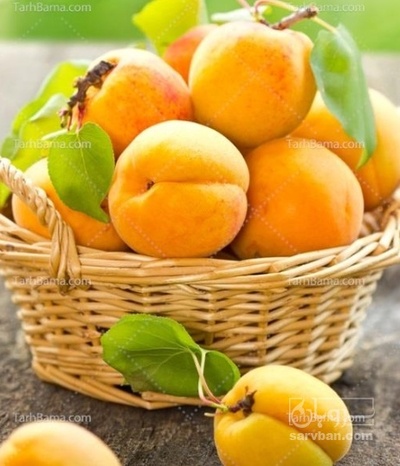 فروش زردآلو