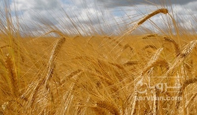 فروش جو