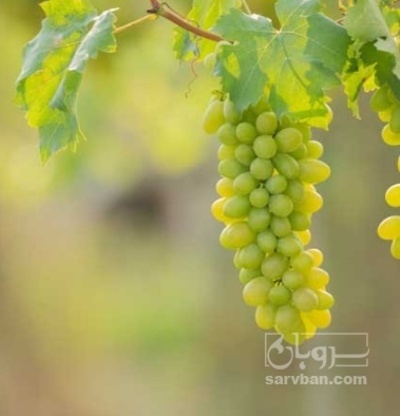 فروش انگور