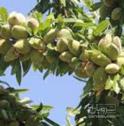 فروش بادام