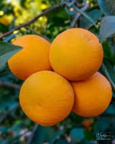 فروش پرتقال تامسون