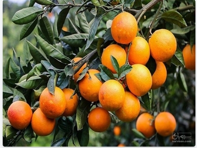 فروش پرتقال محلی