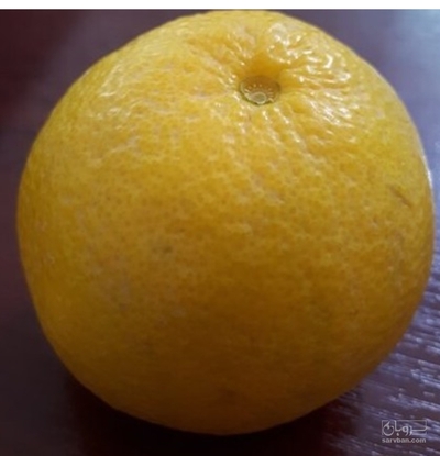 فروش گریپ فروت