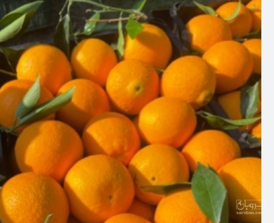 فروش پرتقال محلی