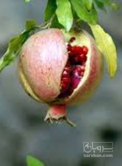 فروش انار