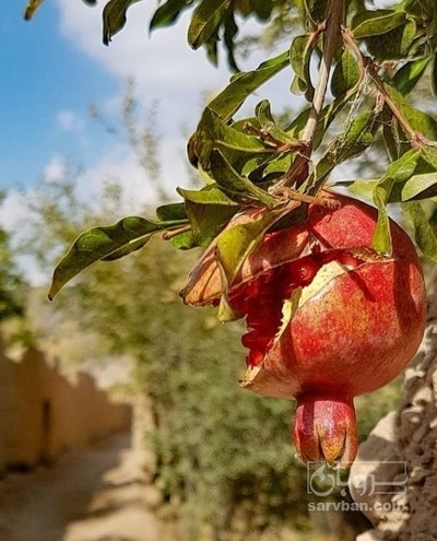 فروش انار